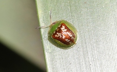 Cassida compuncta