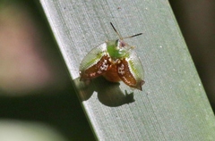 Cassida compuncta