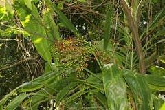 Cordyline manners-suttoniae