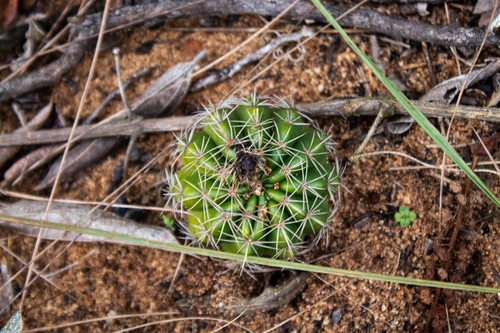 Parodia carambeiensis