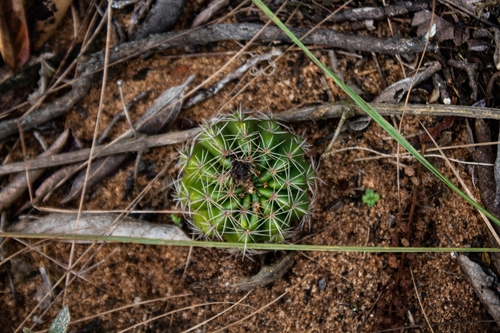 Parodia carambeiensis
