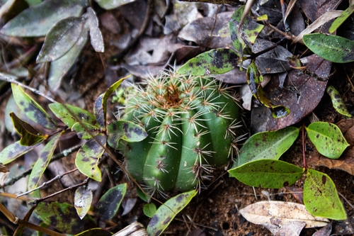 Parodia carambeiensis