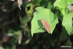 Pellicia dimidiata dimidiata