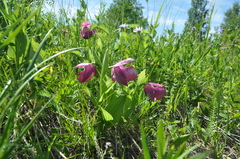 Cypripedium macranthos