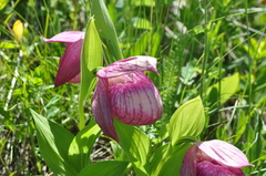 Cypripedium macranthos