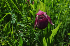 Cypripedium macranthos