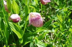 Cypripedium macranthos