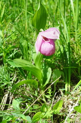 Cypripedium macranthos