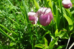 Cypripedium macranthos
