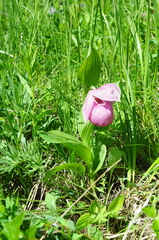 Cypripedium macranthos