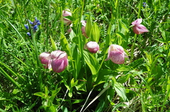 Cypripedium macranthos