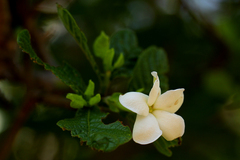 Image of Gardenia resiniflua