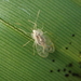 Banana Lace-wing Bug - Photo (c) Dickson Wong, some rights reserved (CC BY-NC), uploaded by Dickson Wong