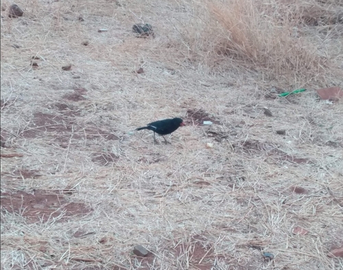 Red-billed Buffalo-Weaver