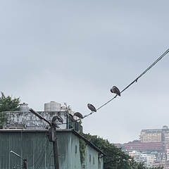 Nycticorax nycticorax