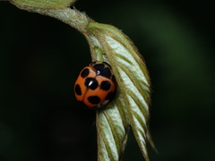 Coelophora bissellata