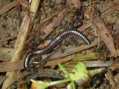 Anaulaciulus tonginus