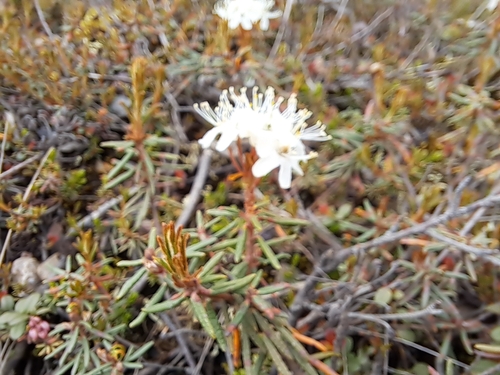 Rhododendron tomentosum observed 2023-06-20