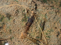 Caridina cantonensis