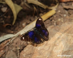 Diaethria asteria