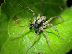 Pardosa laura
