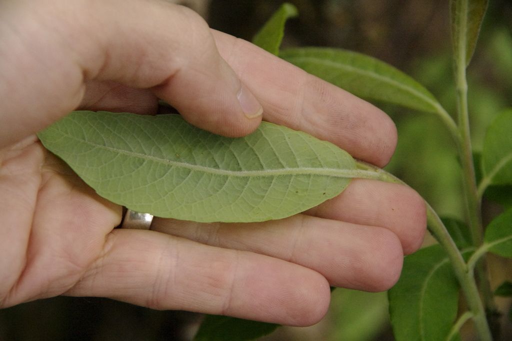 Salix paradoxa; photograph (c) Eric Knight, some rights reserved (CC BY)