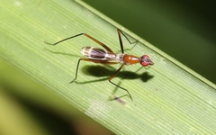 Metopochetus freyi