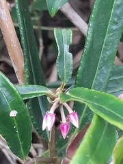 Ardisia crispa