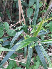 Ardisia crispa