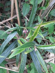 Ardisia crispa