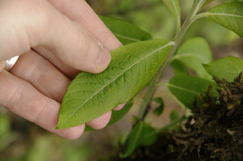 Salix paradoxa, photograph 5