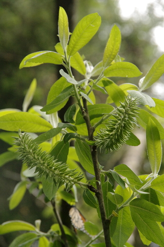 Salix paradoxa, photograph 4