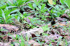 Tiaris olivaceus intermedius