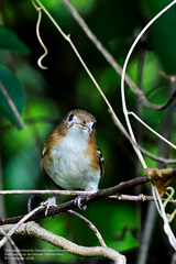 Vireo bairdi