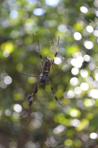Trichonephila clavipes image
