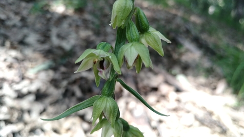 kruštík rožkatý (Epipactis muelleri)