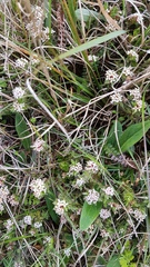 Pimelea oreophila hetera