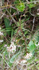 Pimelea oreophila hetera