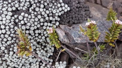 Pimelea oreophila hetera