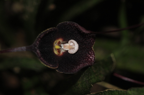 Dracula vinacea