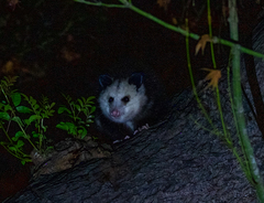 Didelphis virginiana