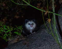 Didelphis virginiana