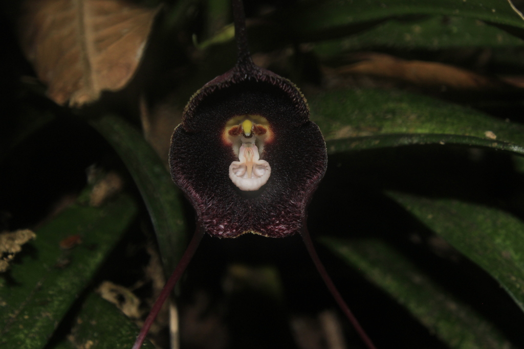 Dracula vinacea Luer & R.Escobar 4