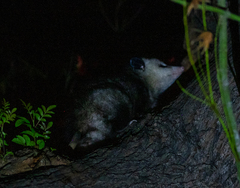 Didelphis virginiana