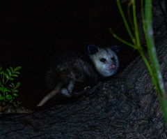 Didelphis virginiana
