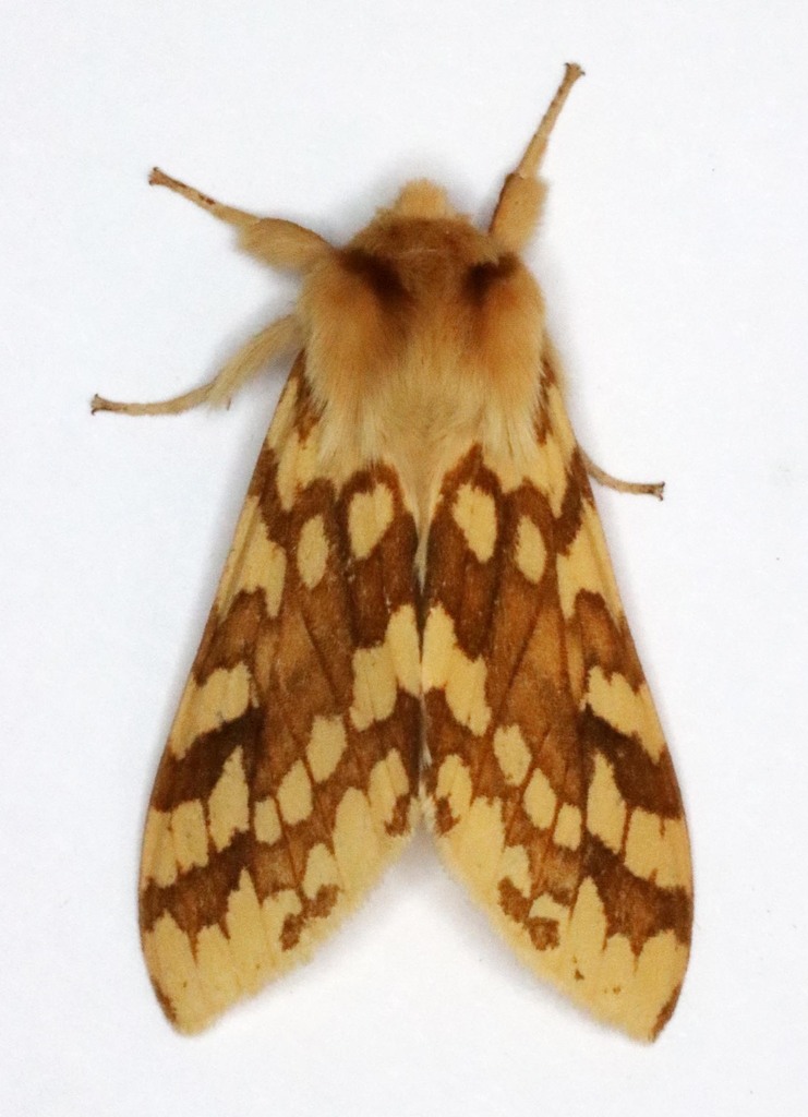 Spotted Tussock Moth from Newfoundland and Labrador, Canada on June 25 ...