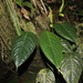 Anthurium longegeniculatum Engl.