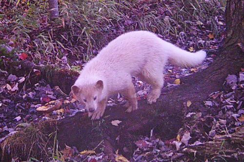 Pekania pennanti