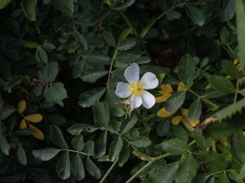 Rosa inodora