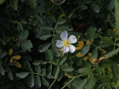 Rosa inodora